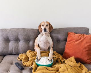 Illustration for article titled Cool FJ60 pics W/Maddie the Coonhound